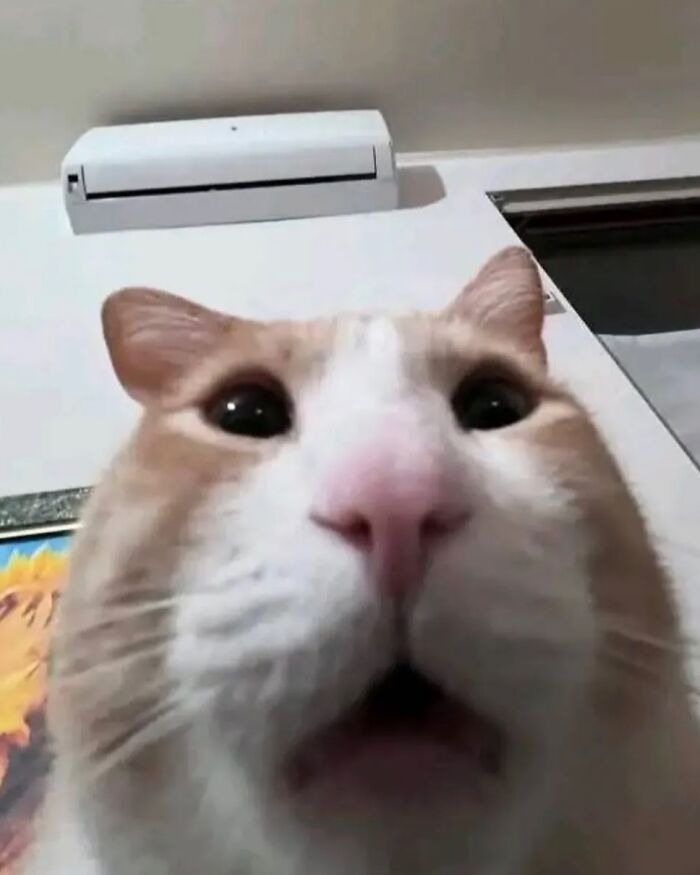 Cats With Serious Swag: 65 Pics That’ll Totally Make Your Day