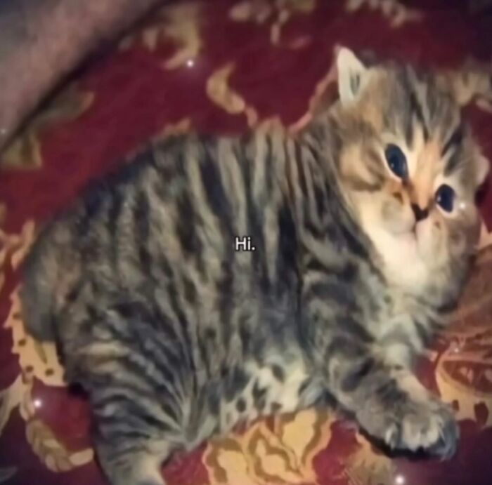 Cats With Serious Swag: 65 Pics That’ll Totally Make Your Day