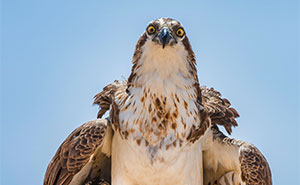 These 60 Non-Pro Photographers Absolutely Nailed It!