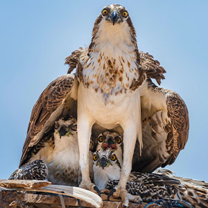 These 60 Non-Pro Photographers Absolutely Nailed It!