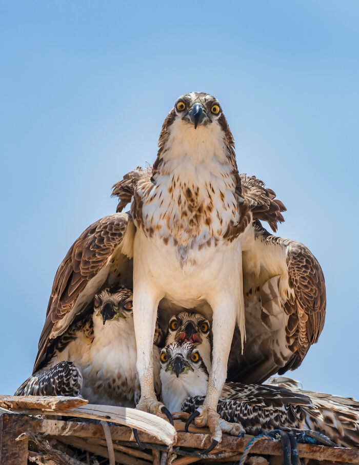 “The Guardian” By Sameh Shahien