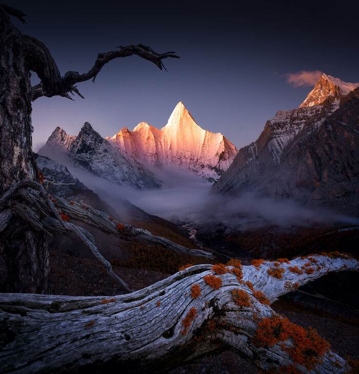 “The Withered Tree And The Deity” By 子杰 夏