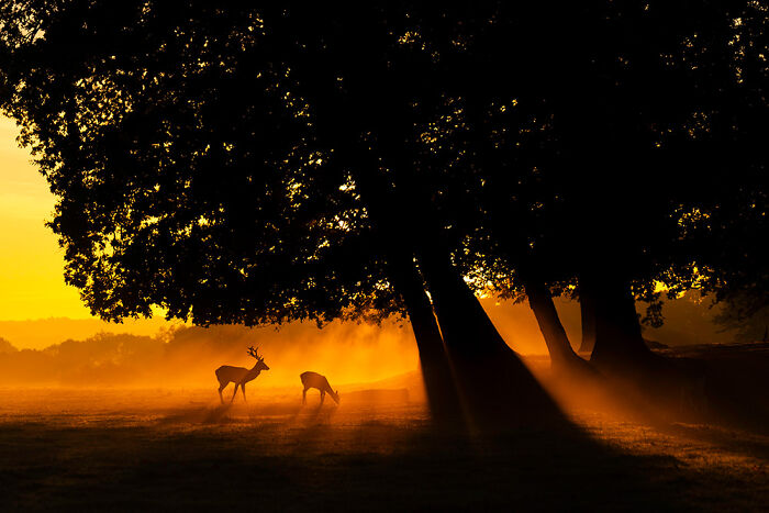 “Deer Sun” By Vai Meng Chan