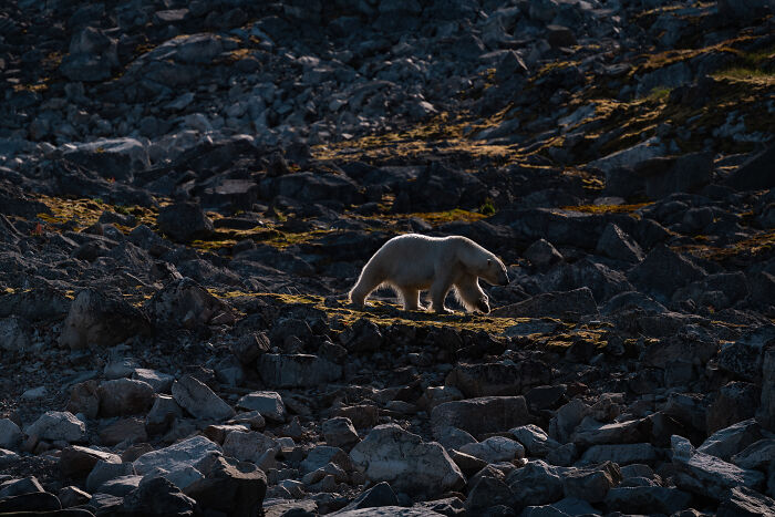 “Solo Walker” By Jonathan Alk