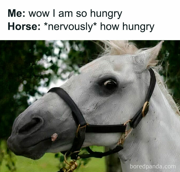 Wait, They Actually Made These Memes? The Most Random Laughs You Didn’t Know You Needed