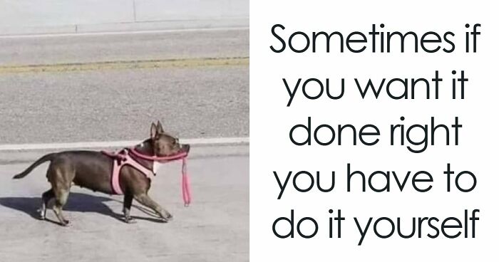 These 50 Dog Memes Will Totally Crack You Up (You’re Welcome)