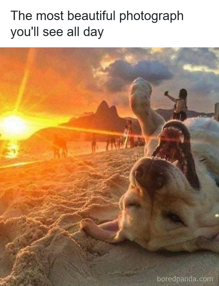 These 50 Dog Memes Will Totally Crack You Up (You’re Welcome)