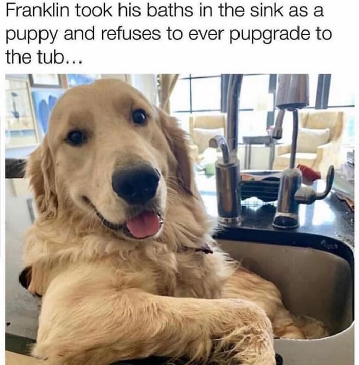 These 50 Dog Memes Will Totally Crack You Up (You’re Welcome)
