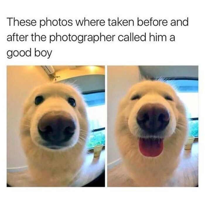 These 50 Dog Memes Will Totally Crack You Up (You’re Welcome)