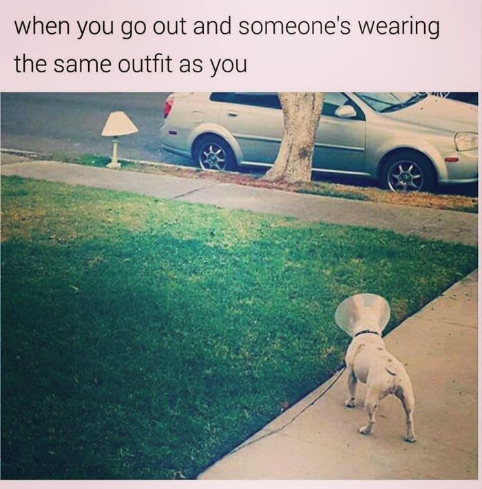 These 50 Dog Memes Will Totally Crack You Up (You’re Welcome)