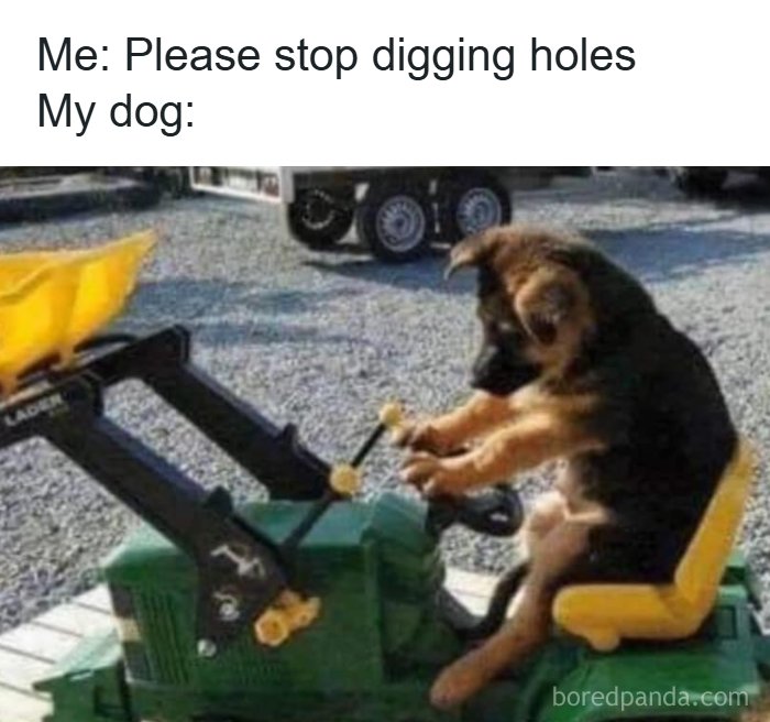 These 50 Dog Memes Will Totally Crack You Up (You’re Welcome)