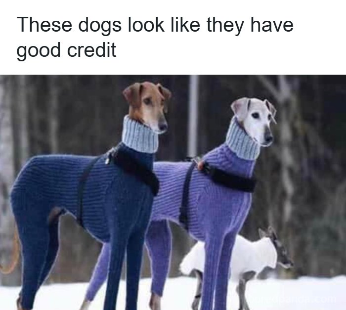These 50 Dog Memes Will Totally Crack You Up (You’re Welcome)
