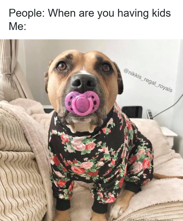 These 50 Dog Memes Will Totally Crack You Up (You’re Welcome)
