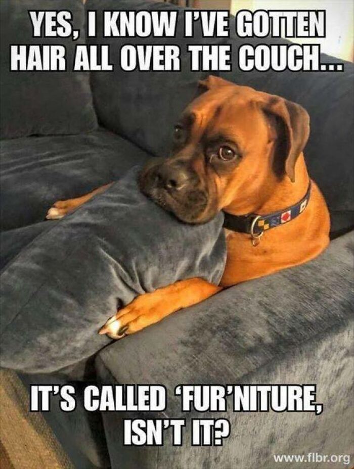 These 50 Dog Memes Will Totally Crack You Up (You’re Welcome)