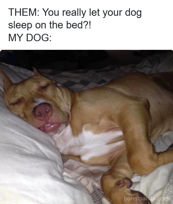 These 50 Dog Memes Will Totally Crack You Up (You’re Welcome)