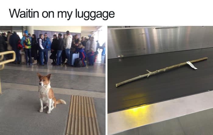 These 50 Dog Memes Will Totally Crack You Up (You’re Welcome)