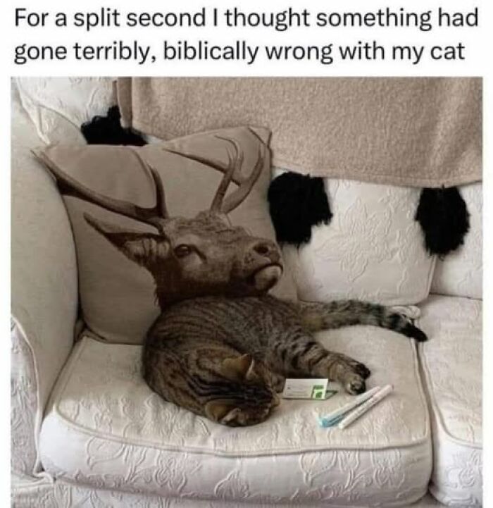 The 50 Funniest Memes To Boost Your Mood Right Now