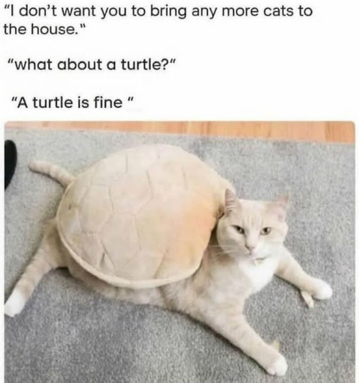 The 50 Funniest Memes To Boost Your Mood Right Now