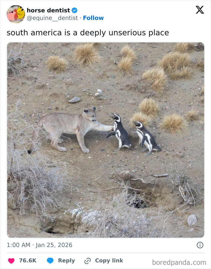 Wait, They Actually Ranked These Wild Tweets?!