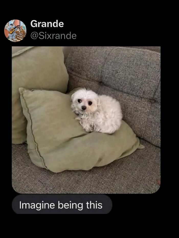 Wait, They Actually Ranked These Wild Tweets?!