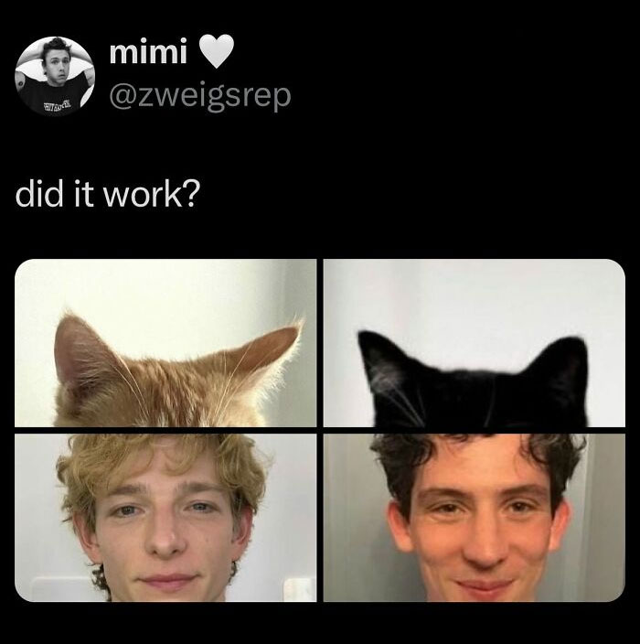 Wait, They Actually Ranked These Wild Tweets?!