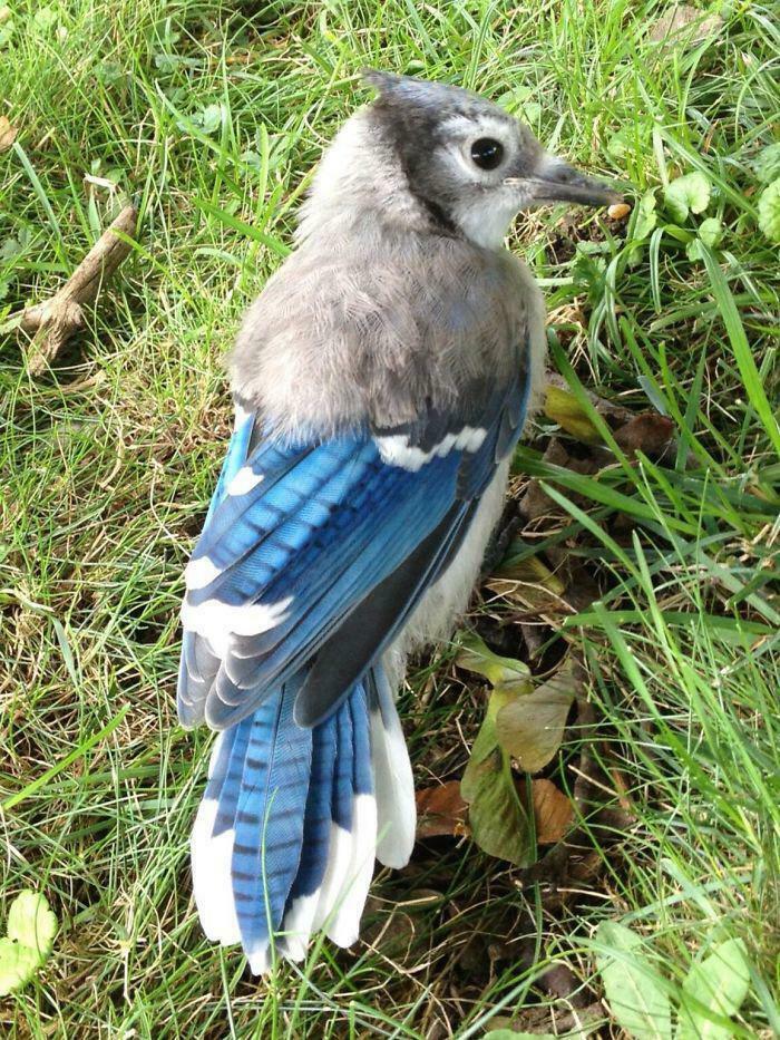 This Halfway-Teen Blue Jay Looking Like It's Figuring Life Out