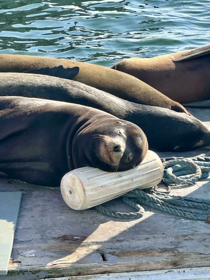 Sea Lion’s Idea of a Pillow? A Boat Bumper, Obviously!