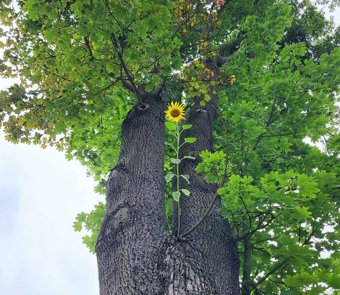 A Sunflower Crashed a Tree Party and Grew Right On It