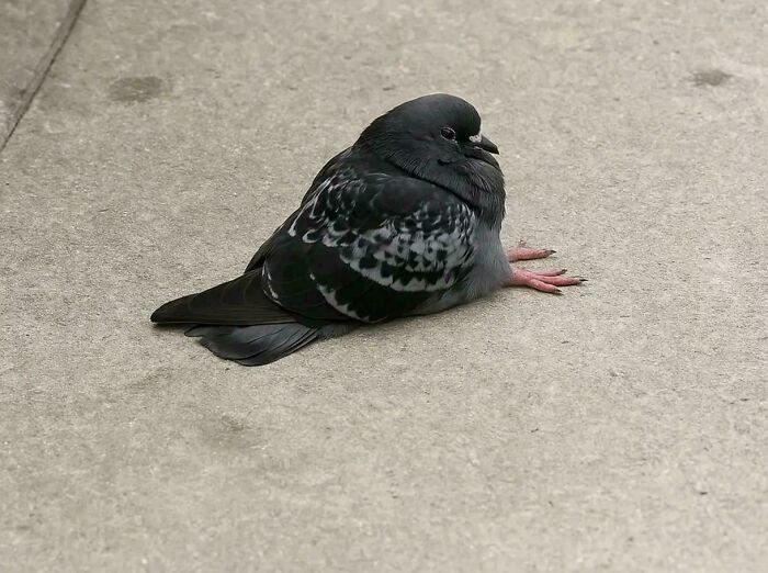 Guess What? Pigeons Totally Can Sit (Like Humans!)