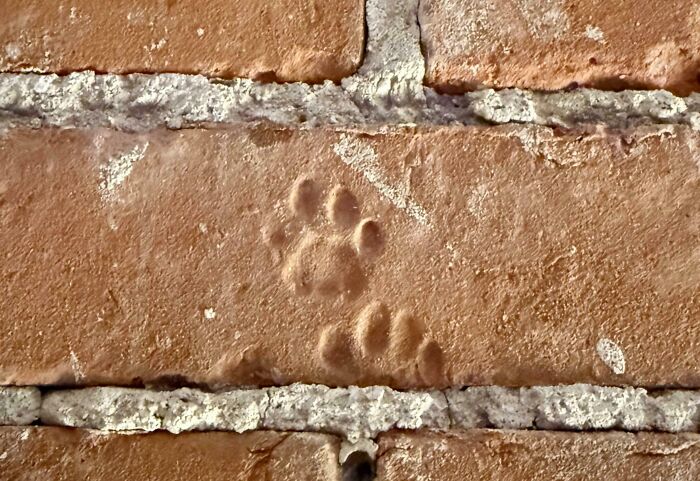 Moved into a 160-Year-Old Loft and Found Kitty Paw Prints in the Walls!