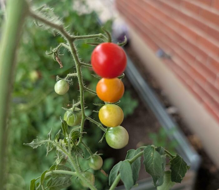 Tomato Rainbow Alert: This Gradient Is Soate Up My Garden Game