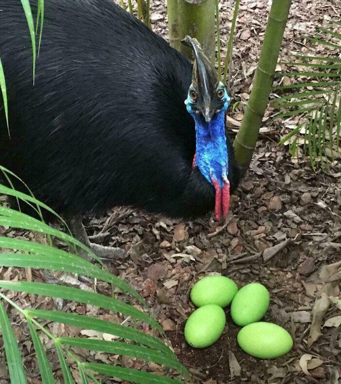 Nature’s Easter Egg: These Cassowary Eggs Are Green!
