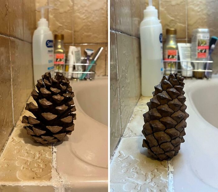 Pinecone in My Shower Does Its Best Plant Impression—Closing & Opening Like a Boss
