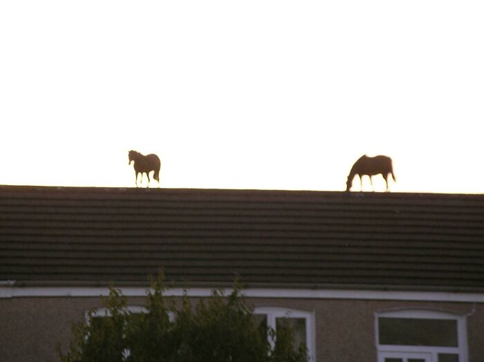 Horses or Roof? Nope, It's Both! Check This Perfect Trick-of-the-Eye Spot