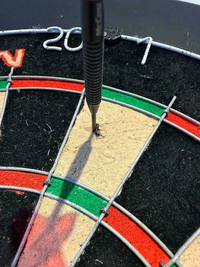 Achievement Unlocked: Darted a Fly (Yep, Really!)