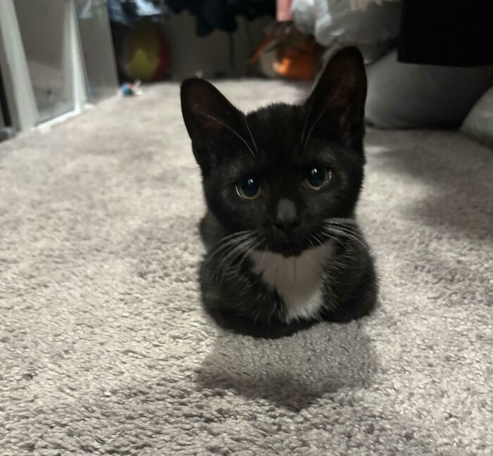 Cat’s Shadow Makes It Look Like It’s Doing Magic and Floating—Check This Out