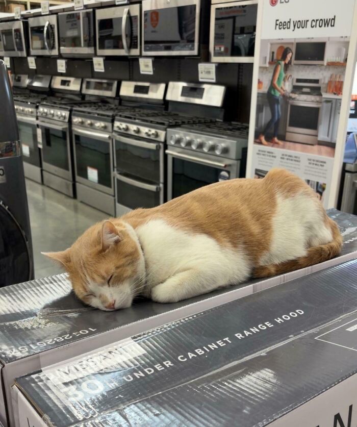 Random Cat Just Hanging Out at My Local Home Depot