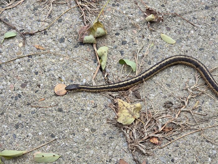 Snake Outside My Door Was Holding a Penny—What’s the Story There?