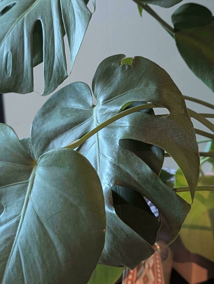 Monstera Plant Pulled a Magic Move and Grew Through Itself