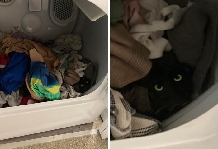 Laundry Shock: Found Pet Hair Even Though I Have No Pets