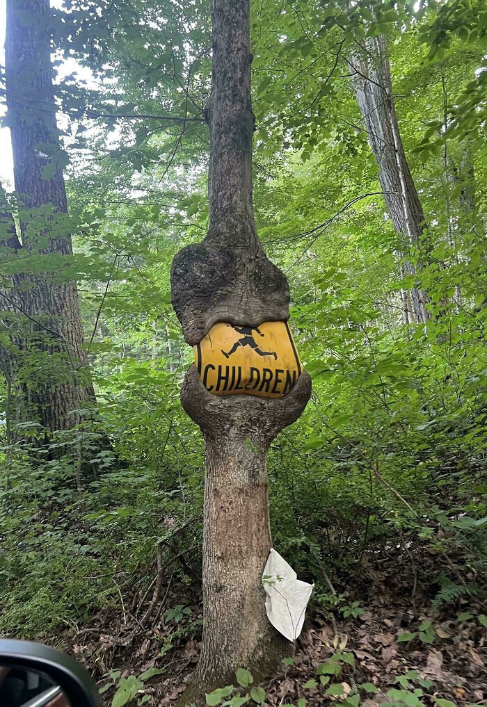 Tree That Ate a Street Sign—Nature Wins Again