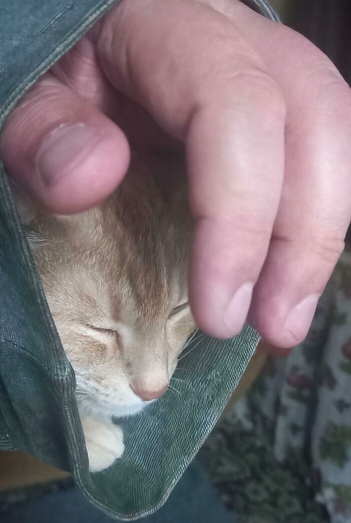 Cat Found the Comfiest Spot, Crawled Into My Bathrobe Sleeve and Passed Out