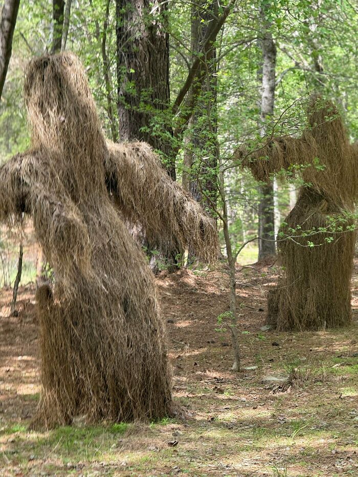 Stumbled Upon These While Walking My Dog Near a Nuclear Power Plant