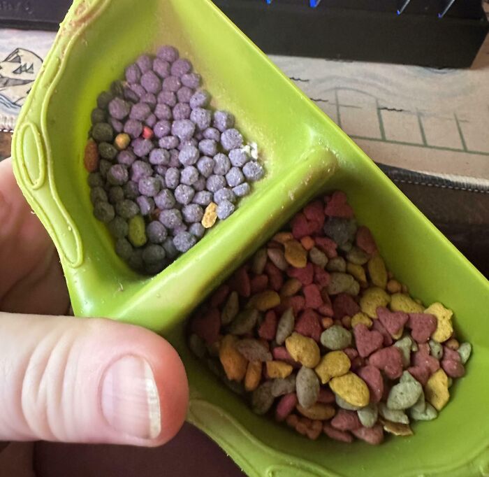 My Bird Hates the Purple Pellets and Sorted Them Out Like a Pro