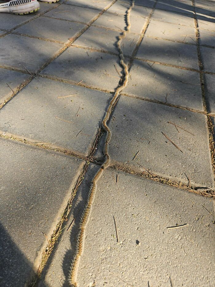 Caterpillars on a Secret Group Mission in Alicante