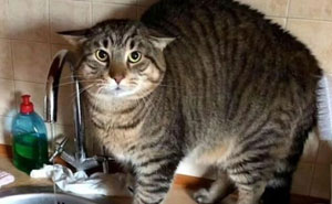 115 Cats Doing What Cats Do Best: Total Goofballs!