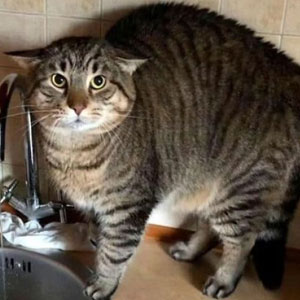 115 Cats Doing What Cats Do Best: Total Goofballs!