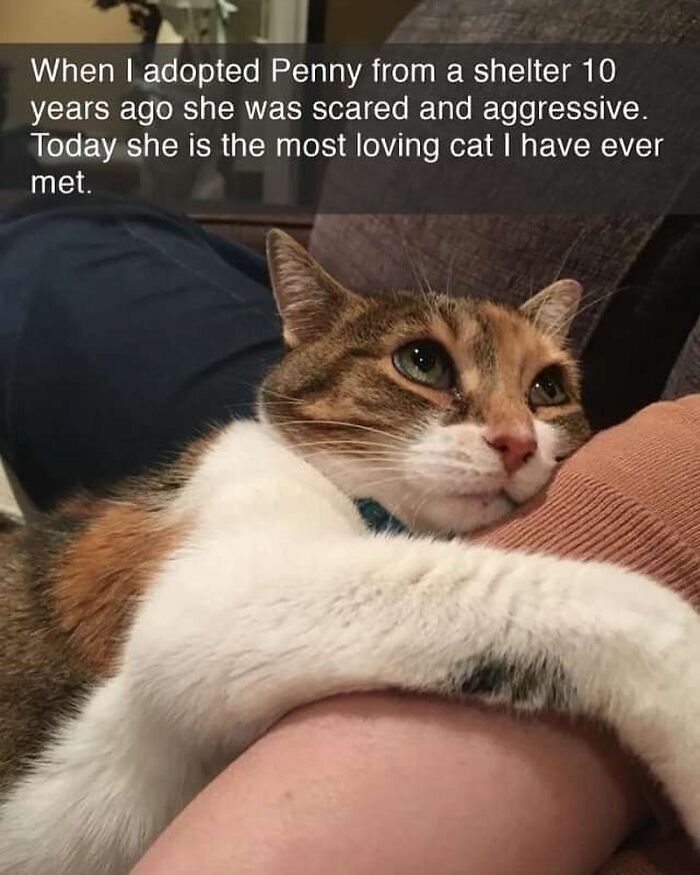 115 Cats Doing What Cats Do Best: Total Goofballs!