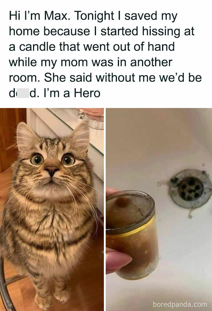 115 Cats Doing What Cats Do Best: Total Goofballs!