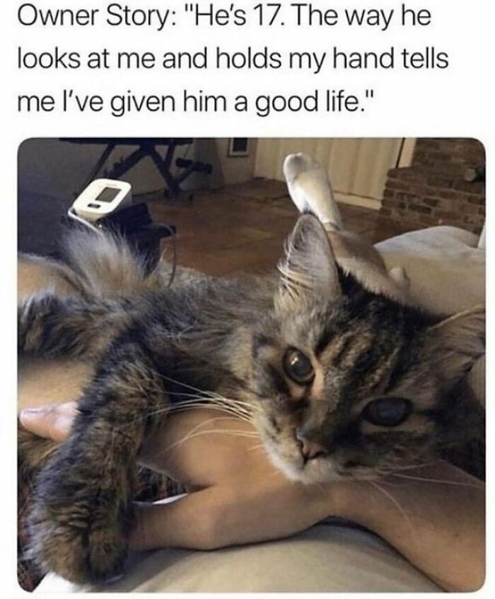 115 Cats Doing What Cats Do Best: Total Goofballs!